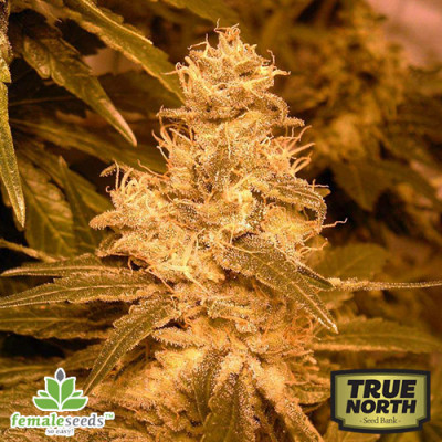 auto kush female seeds.jpg