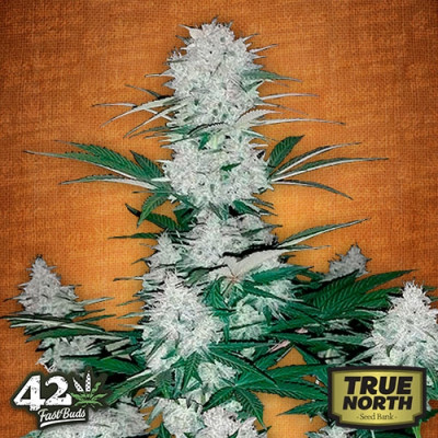 six shooter fastbuds.jpg