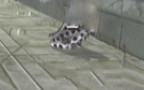 New Shell.jpg