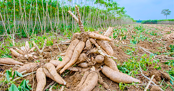 63 story insurance cassava.png