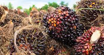 63 story insurance oilpalm2.png