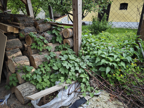 IMG 20230513 163803.jpg