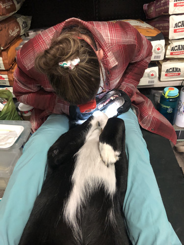Best Dog Dental Cleaning Services in Canada K9 Gentle Dental.jpg
