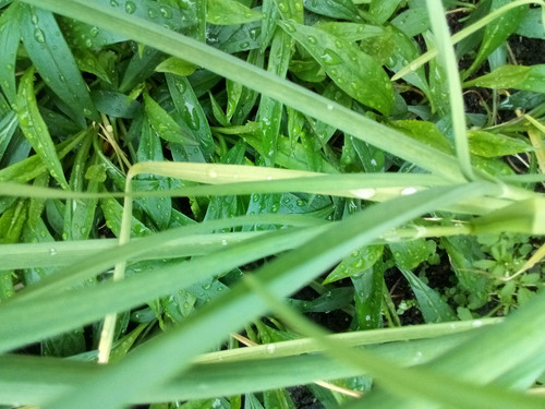 '  Glorified is The Mighty Creator '.jpg