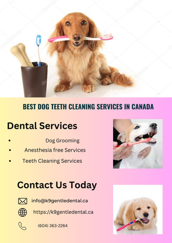 Best Dog Teeth Cleaning Services in Canada.jpg