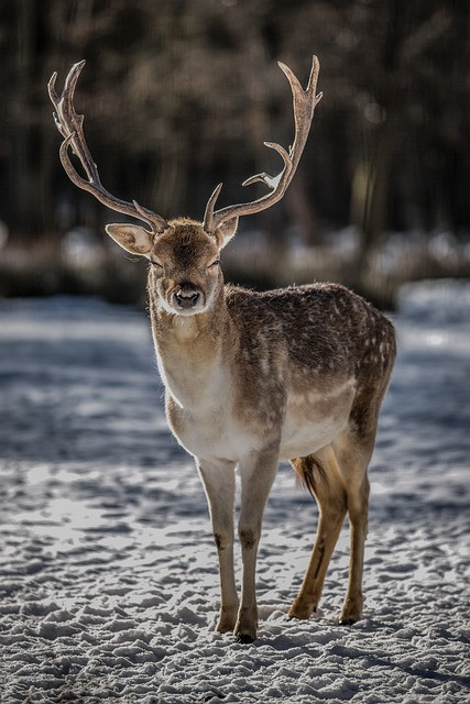 deer gb4f6a08fa 640.jpg