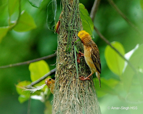 stage1 baya weaver.jpg