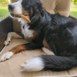 PXL 20230509 122123803 exported stabilized 1683634961940.gif