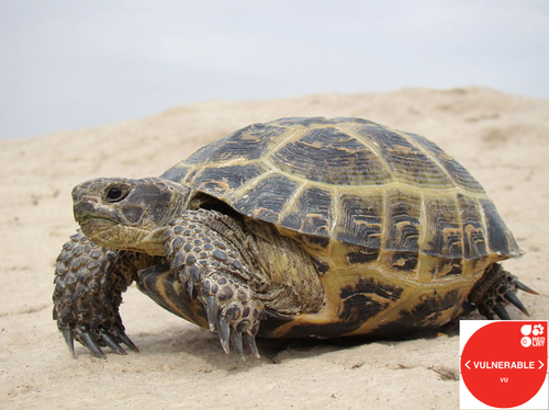 steppe tortoise vulnerable.png