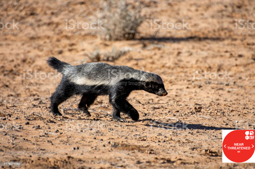 honey badger Nt.png