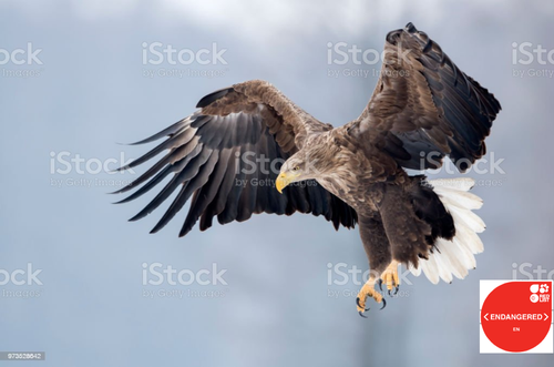 white tailed sea eagle EN.png
