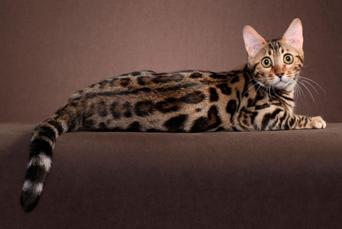 1617953126 45 p koshka porodi bengal 48.jpg