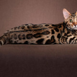 1617953126 45 p koshka porodi bengal 48