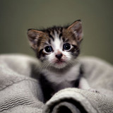 1617953205 37 p koshki malenkie milie 40