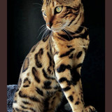 1617953121 8 p koshka porodi bengal 8