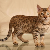 1617953177 44 p koshka porodi bengal 46