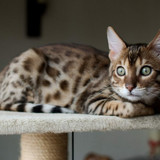 1617953125 54 p koshka porodi bengal 58