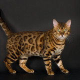 1617953182 53 p koshka porodi bengal 57