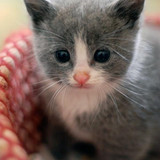 1617953209 35 p koshki malenkie milie 38