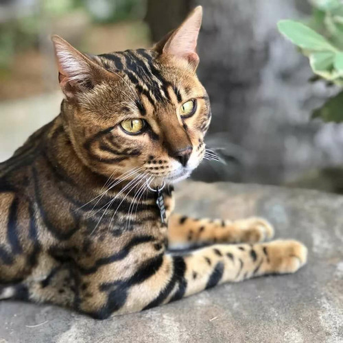 1617953158 7 p koshka porodi bengal 7.jpg