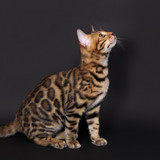 1617953180 47 p koshka porodi bengal 50