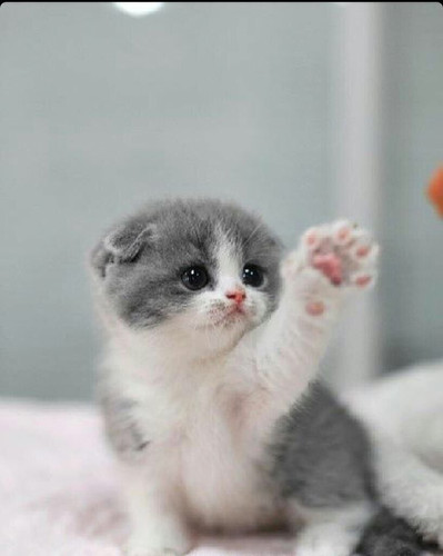 1617953219 51 p koshki malenkie milie 55.jpg