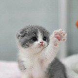 1617953219 51 p koshki malenkie milie 55