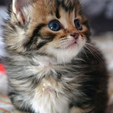 1617953200 26 p koshki malenkie milie 28