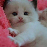 1617953206 6 p koshki malenkie milie 6