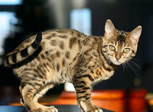 1617953181 31 p koshka porodi bengal 32.jpg