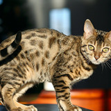 1617953181 31 p koshka porodi bengal 32