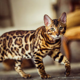 1617953143 1 p koshka porodi bengal 1