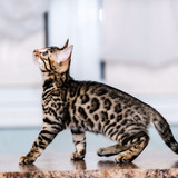 1617953190 32 p koshka porodi bengal 33