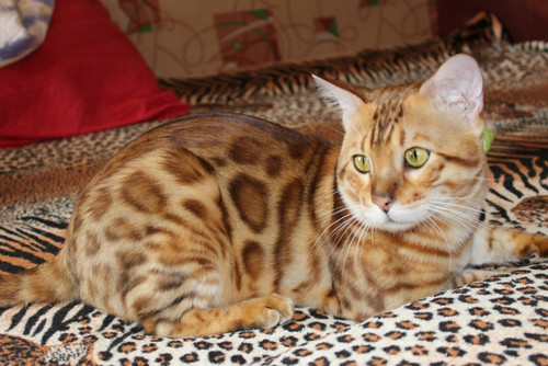 1617953181 51 p koshka porodi bengal 55.jpg