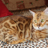 1617953181 51 p koshka porodi bengal 55