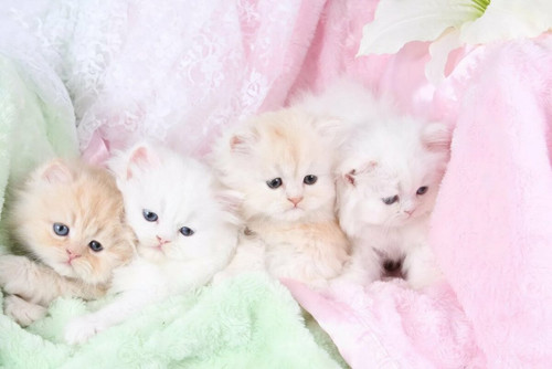 1617953238 50 p koshki malenkie milie 54.jpg