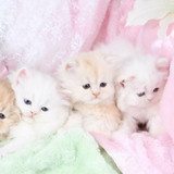 1617953238 50 p koshki malenkie milie 54