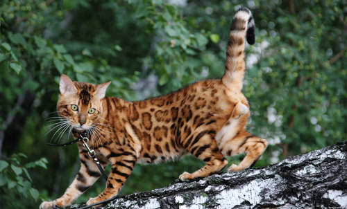 1617953209 52 p koshka porodi bengal 56.png