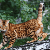 1617953209 52 p koshka porodi bengal 56