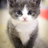 1617953265 14 p koshki malenkie milie 16