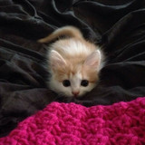 1617953247 27 p koshki malenkie milie 29