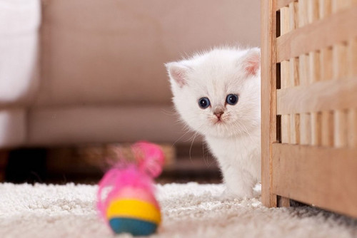 1617953242 30 p koshki malenkie milie 33.jpg