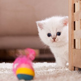 1617953242 30 p koshki malenkie milie 33