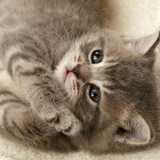 1617953256 5 p koshki malenkie milie 5