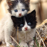 1617953265 38 p koshki malenkie milie 41