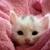 1617953289 24 p koshki malenkie milie 26