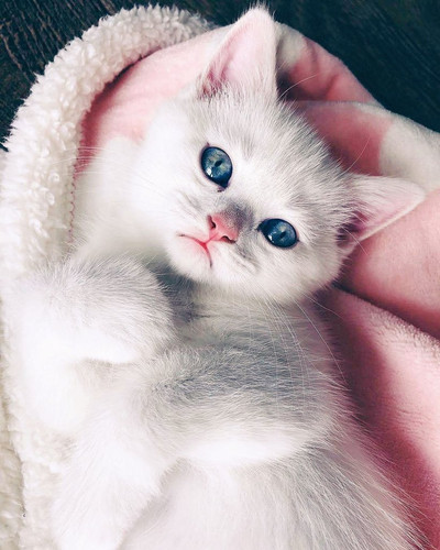 1617953269 3 p koshki malenkie milie 3.jpg