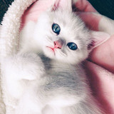 1617953269 3 p koshki malenkie milie 3