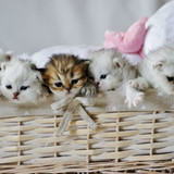 1617953253 29 p koshki malenkie milie 32