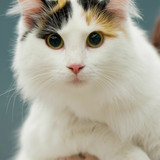 1616449139 17 p krasivie koshechki foto koshka 19